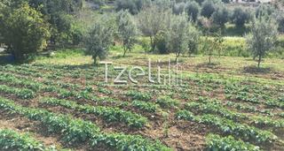 Οικόπεδο 1.500 τ.μ. για πώληση, Αχαΐα, Μεσσατίδα-thumb-20