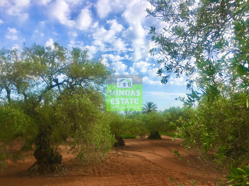 Land plot 9.000sqm for sale-El. Venizelos » Mournies