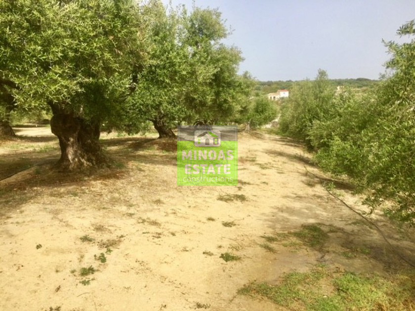 Land plot 1.000sqm for sale-Kolimvari » Nochia