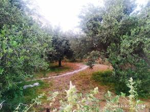 Οικόπεδο 1.250 τ.μ. προς πώληση, Αγιασμένος-thumb-3