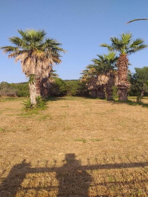 Οικόπεδο 4.000 τ.μ. πρός πώληση, Αχαΐα, Λάρισσος