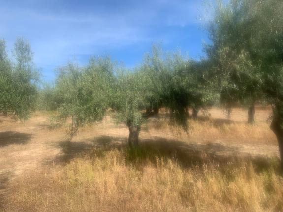 Αγροτεμάχια 9.000 τ.μ. για πώληση, Μεσσηνία, Ανδρούσα