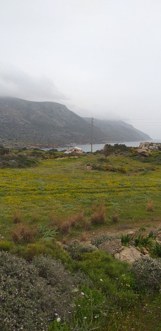 Αγροτεμάχια 6.000 τ.μ. για πώληση