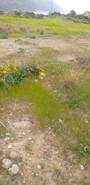 Αγροτεμάχια 6.000 τ.μ. προς πώληση, Προφήτης Ηλίας Βοιών