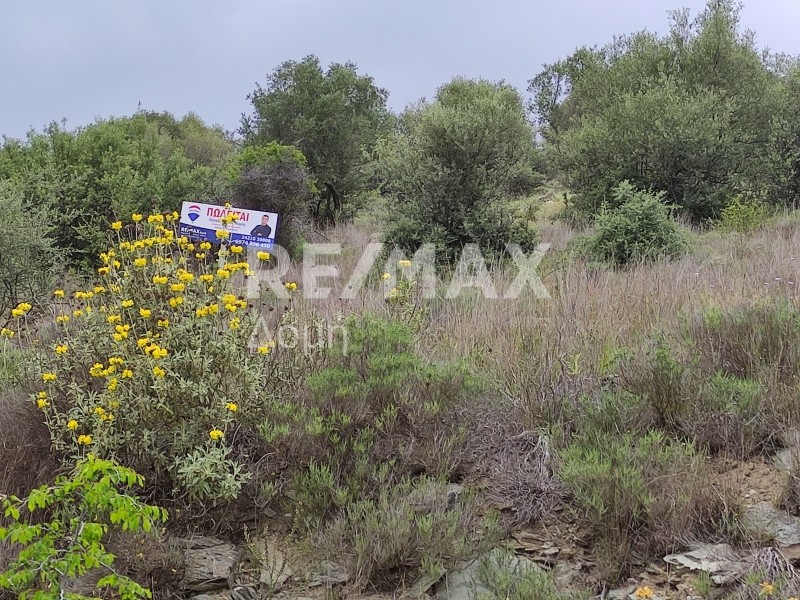 Οικόπεδο 633τ.μ. για πώληση-Βόλος » Νέες παγάσες