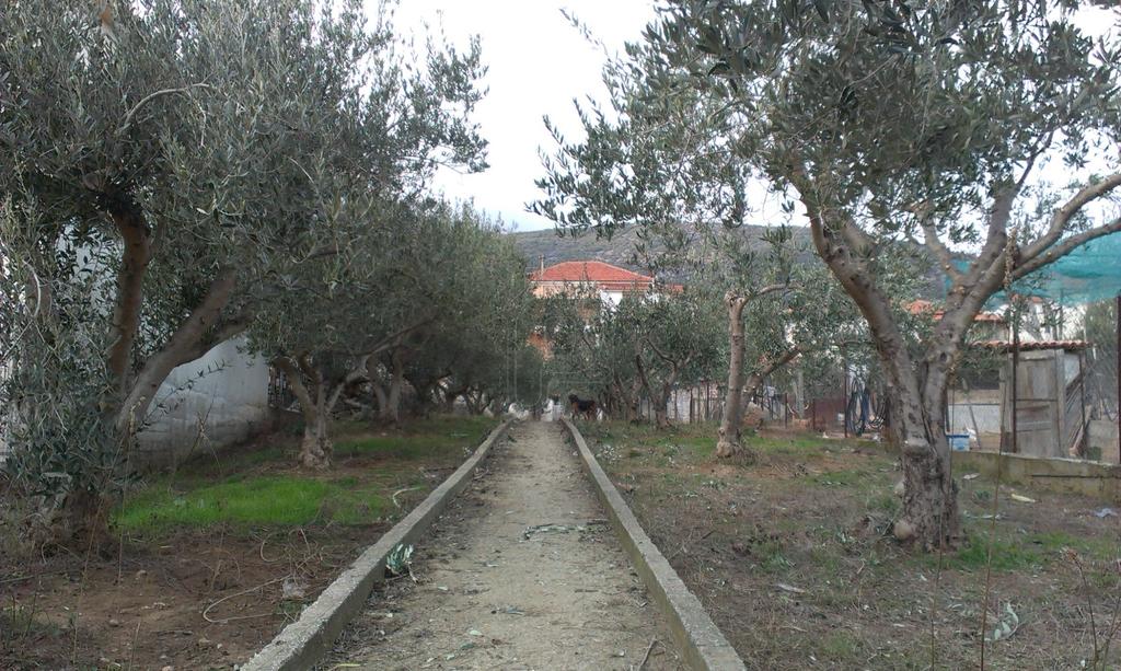 Μονοκατοικία 150 τ.μ. πρός πώληση, Ν. Δράμας, Νικηφόρος