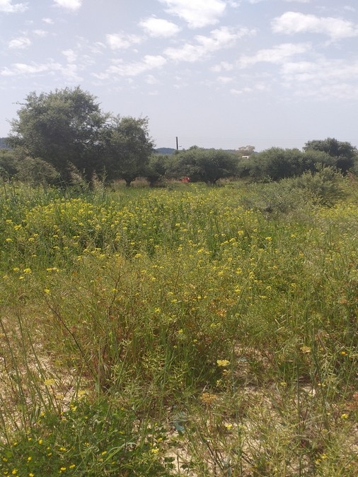 Land plot 1.500 sqm for sale, Achaia, Vrachneika