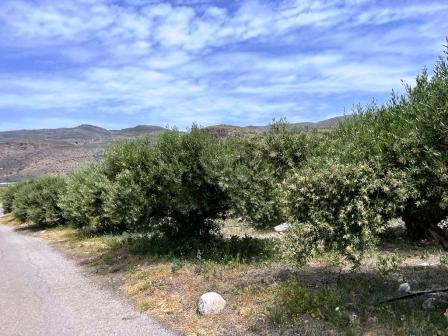Land plot 4.000sqm for sale-Lefki » Goudouras