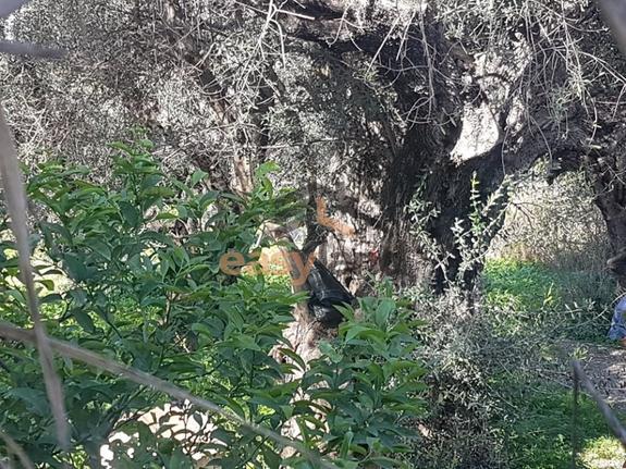 Land plot 550 sqm for rent, Achaia, Messatida