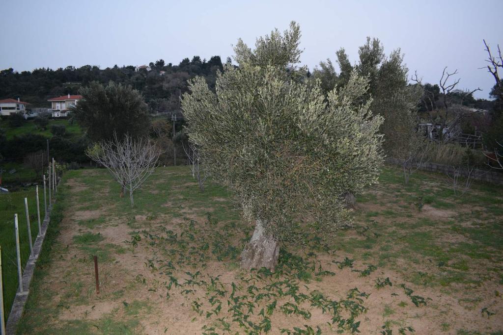 Οικόπεδο 1.500 τ.μ. προς πώληση, Αγία Μαρίνα Κύμης