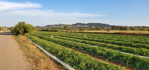 Αγροτεμάχια 8.500τ.μ. για πώληση-Πύργος » Πατρονικολαίικα