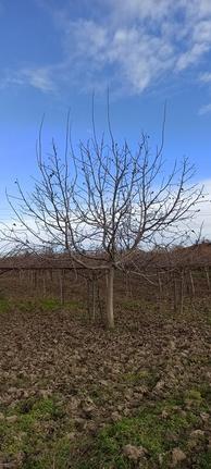 Αγροτεμάχια 16.000 τ.μ. για πώληση, Ν. Πιερίας, Κατερίνη