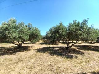 Οικόπεδο 8.300 τ.μ. για πώληση, Ν. Ρεθύμνου, Αρκάδι-thumb-1