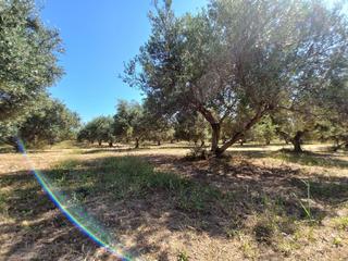 Οικόπεδο 8.300 τ.μ. για πώληση, Ν. Ρεθύμνου, Αρκάδι-thumb-4