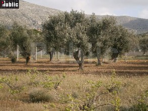 Οικόπεδο 2.025τ.μ. για πώληση-Κερατέα » Πλάκα