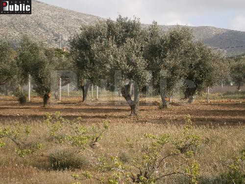 Οικόπεδο 2.025 τ.μ. για πώληση, Αττική - Υπόλοιπο, Κερατέα