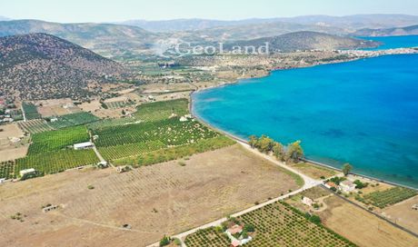 Αγροτεμάχια 15.000τ.μ. για πώληση-Ερμιόνη » Άγιοι ανάργυροι