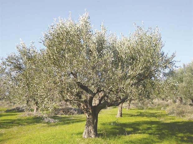 Αγροτεμάχια 11.900 τ.μ. για πώληση