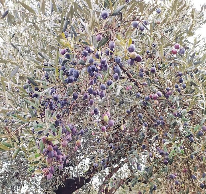 Αγροτεμάχια 1.276 τ.μ. για πώληση