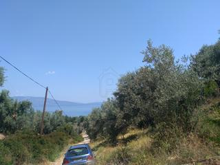 Αγροτεμάχια 4.200 τ.μ. για πώληση