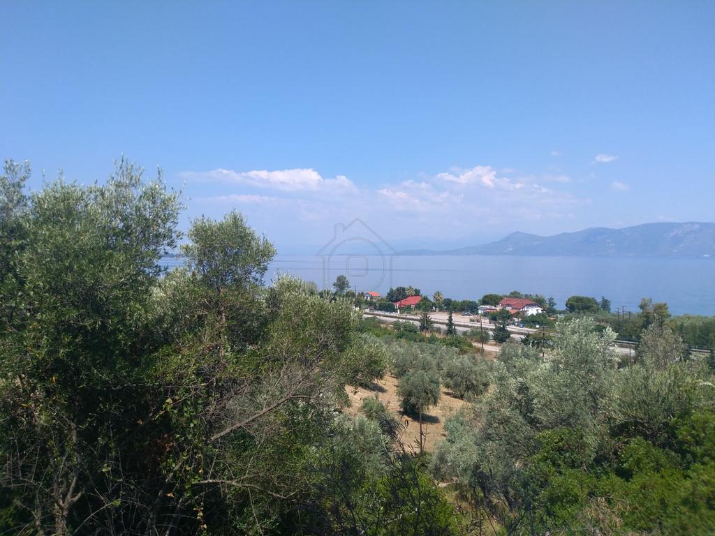 Αγροτεμάχια 4.200 τ.μ. προς πώληση, Αρκίτσα