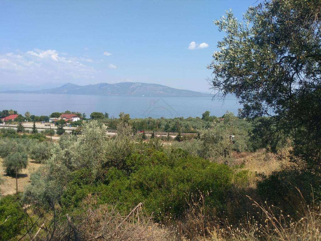 Αγροτεμάχια 4.200 τ.μ. προς πώληση, Αρκίτσα