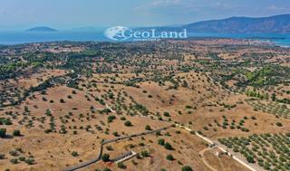 Αγροτεμάχια 8.008 τ.μ. για πώληση