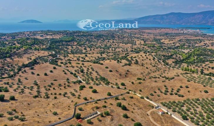 Αγροτεμάχια 8.008 τ.μ. για πώληση, Αργολίδα, Κρανίδι