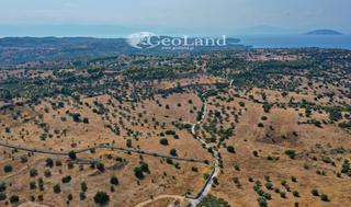 Αγροτεμάχια 8.008 τ.μ. για πώληση, Αργολίδα, Κρανίδι-thumb-2