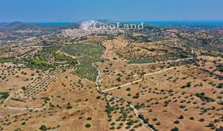 Αγροτεμάχια 8.008 τ.μ. για πώληση, Αργολίδα, Κρανίδι-thumb-9