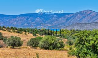 Αγροτεμάχια 8.008 τ.μ. για πώληση, Αργολίδα, Κρανίδι-thumb-23