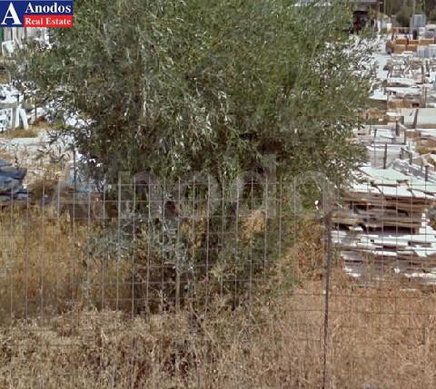 Οικόπεδο 1.325τ.μ. για πώληση-Βάρη- βάρκιζα » Ασύρματος αλίανθου