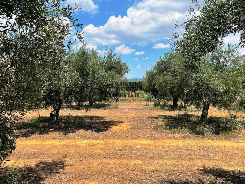 Αγροτεμάχια 5.400 τ.μ. πρός πώληση, Αργολίδα, Νέα Τίρυνθα