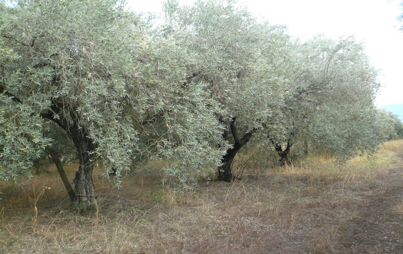 Parcel 1.000sqm for sale-Stilida » Agia Marina