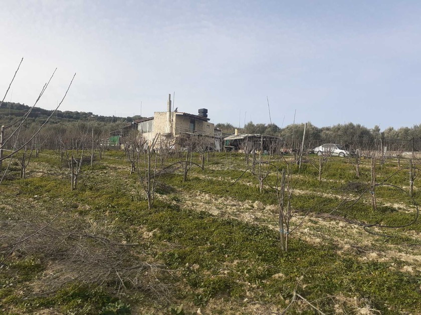 Αγροτεμάχια 11.000 τ.μ. για πώληση