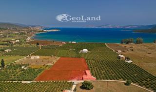 Αγροτεμάχια 12.800 τ.μ. για πώληση, Αργολίδα, Ερμιόνη-thumb-1