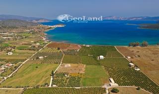 Αγροτεμάχια 12.800 τ.μ. για πώληση, Αργολίδα, Ερμιόνη-thumb-2