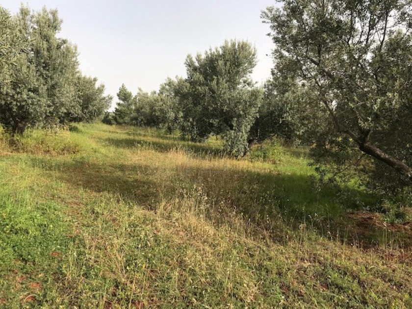 Οικόπεδο 6.792τ.μ. για πώληση-Βέλο » Σαταίικα