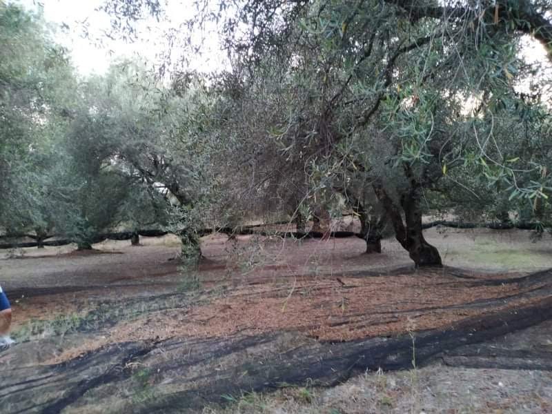 Οικόπεδο 4.236 τ.μ. για πώληση