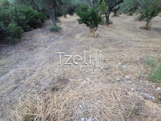 Αγροτεμάχια 10.522 τ.μ. για πώληση, Αχαΐα, Ρίο-thumb-11