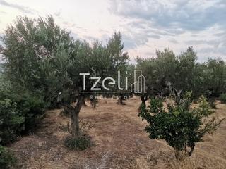 Αγροτεμάχια 10.522 τ.μ. για πώληση, Αχαΐα, Ρίο-thumb-23