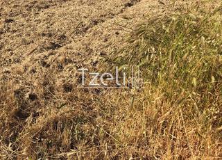 Οικόπεδο 550 τ.μ. για πώληση, Αχαΐα, Μεσσατίδα-thumb-2