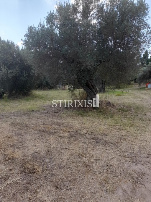 Parcel 3.290sqm for sale-Kassandra » Center