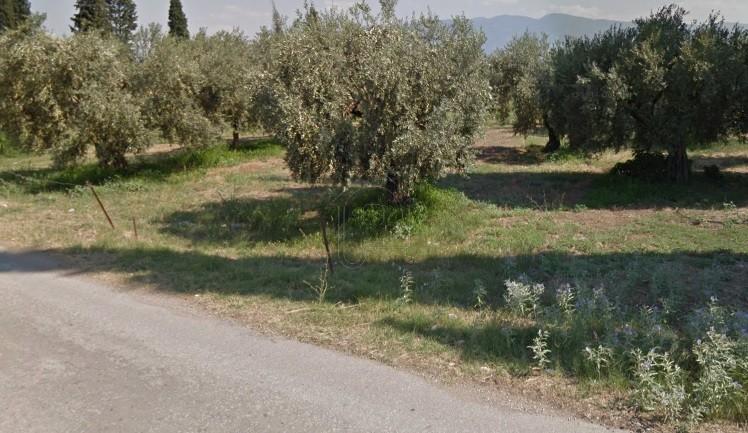 Αγροτεμάχια 12.000 τ.μ. προς πώληση, Ροδίτσα