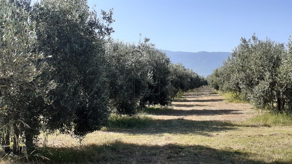 Αγροτεμάχια 40.000 τ.μ. προς πώληση, Ροδίτσα