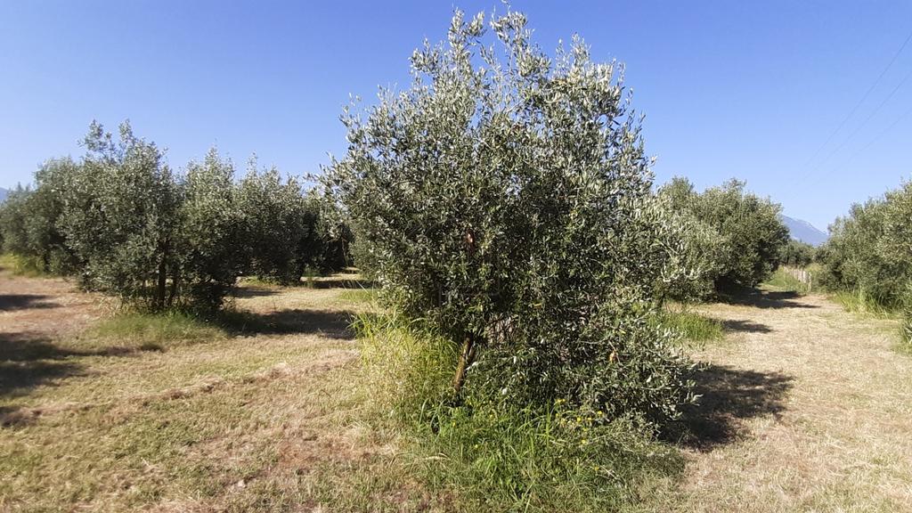 Αγροτεμάχια 40.000 τ.μ. προς πώληση, Ροδίτσα