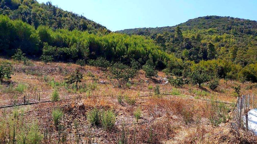 Parcel 20.000 sqm for sale