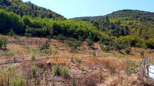 Αγροτεμάχια 20.000 τ.μ. για πώληση
