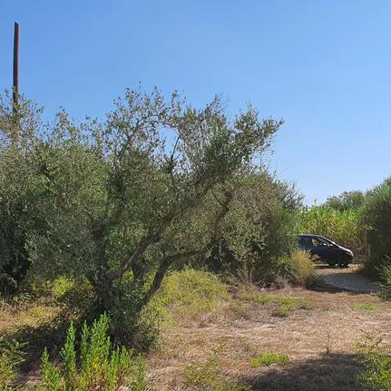 Αγροτεμάχια 4.960 τ.μ. για πώληση, Ν. Ηλείας, Πύργος