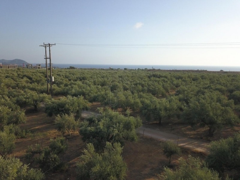 Οικόπεδο 48.500 τ.μ. για πώληση